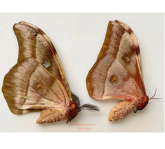 Bunea sp. (Madagascar) - pair
