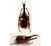 Xylotrupes gideon (Java) A2