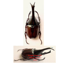 Xylotrupes gideon (Java) A2