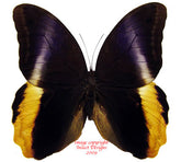 Caligo atreus (Colombia)