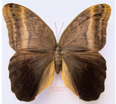 Caligo eurilochus x Caligo atreus hybrid (Peru)