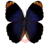 Caligo beltrao (Brazil)
