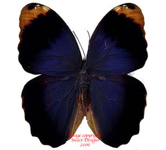 Caligo beltrao (Brazil)