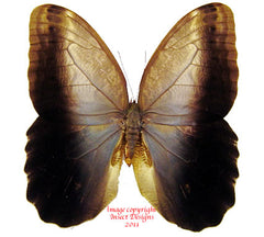 Caligo brasiliensis (Colombia)