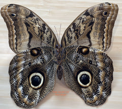Caligo eurilochus x Caligo atreus hybrid (Peru)