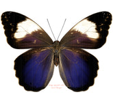 Caligo martia (Brazil)