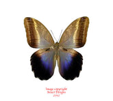 Caligo placidianus (Peru)