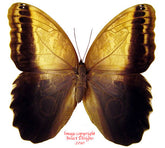 Caligo memnon telamonius (Colombia) - female