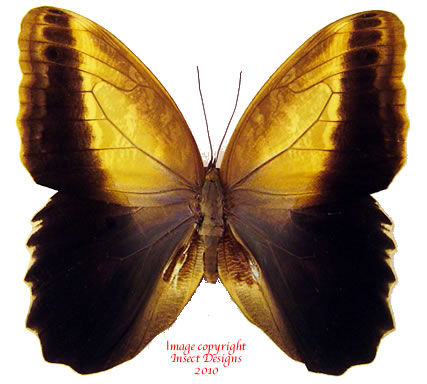 Caligo memnon telamonius (Colombia) - male A2