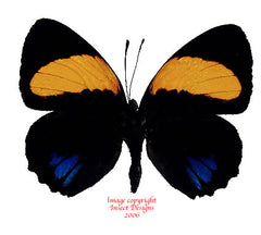 Callicore aegina (Peru)