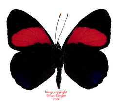 Callicore cajetani (Peru)