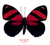 Callicore cynosura (Peru)