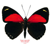 Callicore eucale (Peru)