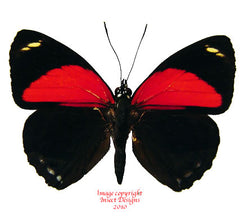 Callicore eucale (Peru)