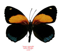 Callicore eunomia (Peru)