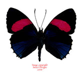 Callicore hesperis (Peru)