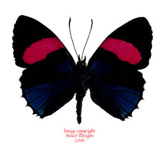 Callicore hesperis (Peru)