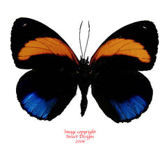 Callicore excelsior pastazza (Peru)