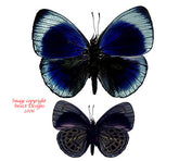 Asterope leprieuri (Peru)