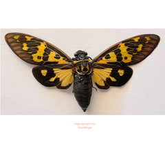 Callogaeana festiva (Thailand) A2