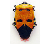 Catachantus incarnatus (Malaysia) A2