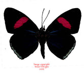 Catacore kolyma (Peru)