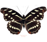 Catonephele chromis (Peru) - female