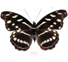 Catonephele chromis (Peru) - female