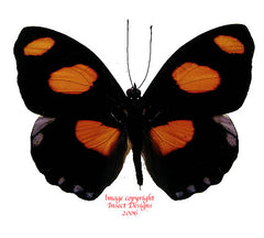 Catonephele numilia (Peru)