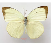 Catopsilla pomona (Philippines) A2