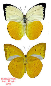 Catopsilia scylla cornelia (Philippines)