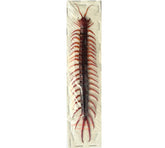 Centipede sp. (Malaysia)