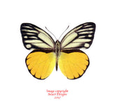 Cepora aspasia (Seram)