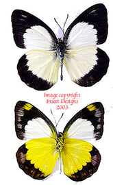 Cepora boisduvaliana (Philippines)