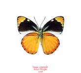 Cepora laeta (Timor)