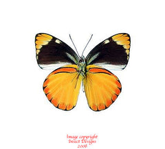 Cepora laeta (Timor)