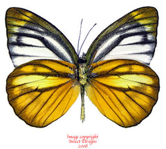 Cepora nadina andersoni (Malaysia) A2