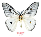 Ceranchia appolina (Madagascar) - male A-