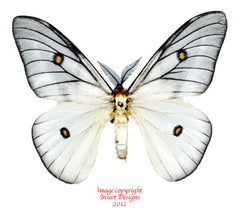 Ceranchia appolina (Madagascar) - male A-