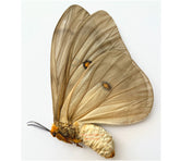 Ceranchia appolina (Madagascar) - female A-