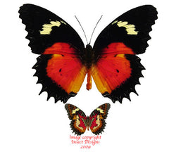 Cethosia hypsea hypsina (Malaysia)