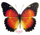 Cethosia biblis insularis (Philippines) A-