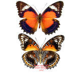 Cethosia chrysippe cydippe (Seram) A2