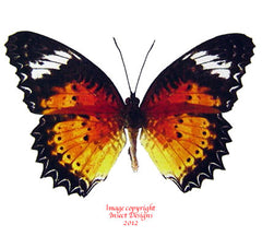 Cethosia cyane euanthes (Thailand) - male A-