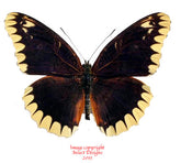 Cethosia leschenaulti (Timor)