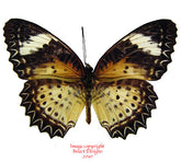 Cethosia cyane euanthes (Thailand) - female