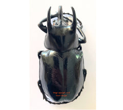 Chalcosoma caucasus (Java)