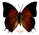 Charaxes amycus bayanii (Philippines)