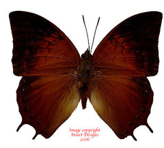 Charaxes amycus georgius (Philippines)