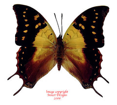 Charaxes antamboulou (Madagascar)